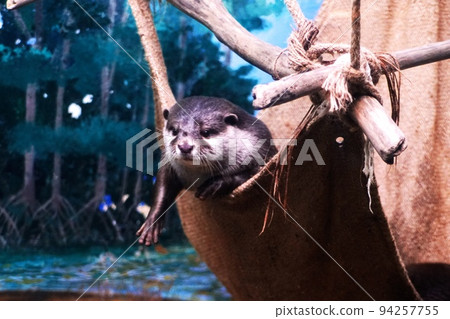 受歡迎的小爪水獺 受歡迎的小爪水獺 94257755