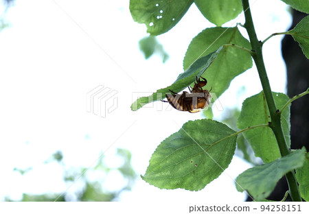 Cicadian shell Cicadian shell 94258151