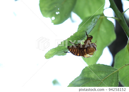 Cicadian shell 94258152