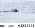 Polar Bear 94258341