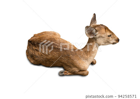 Deer sitting against isolated on white background. Deer sitting against isolated on white background. 94258571