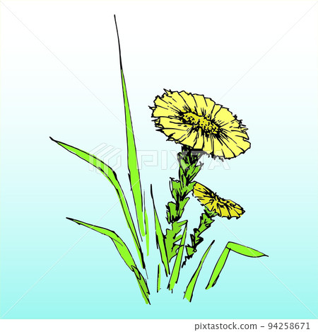 Coltsfoot. Yellow spring flower. Hand-drawn vector illustration in sketch style. Coltsfoot. Yellow spring flower. Hand-drawn vector illustration in sketch style. 94258671