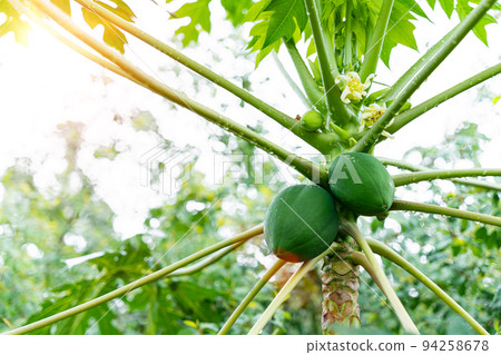 Close-up of fruit papayas on papaya tree over blur green background. Close-up of fruit papayas on papaya tree over blur green background. 94258678