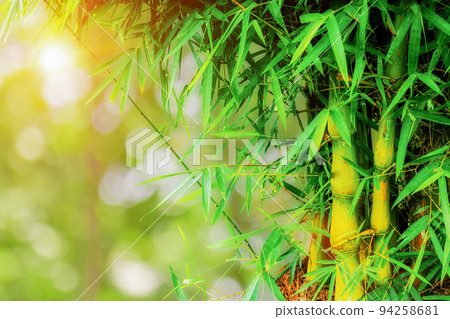 Bamboo forest over green natural bokeh background Bamboo forest over green natural bokeh background 94258681