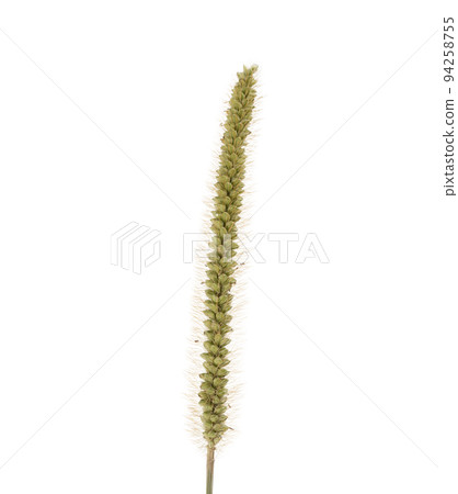 the flower of Setaria glauca, common name reddish Pabbio,  94258755