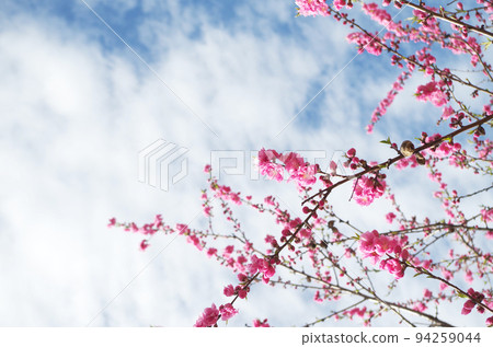 桃花特寫 94259044
