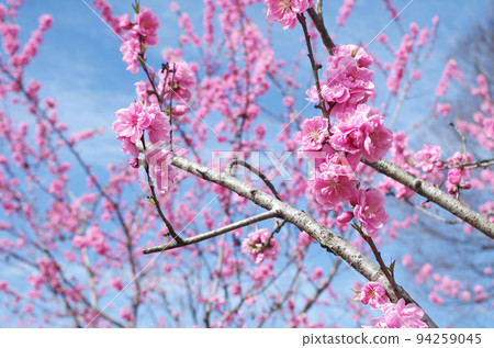 桃花特寫 94259045