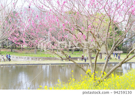 公園內桃花油菜花風光 94259130