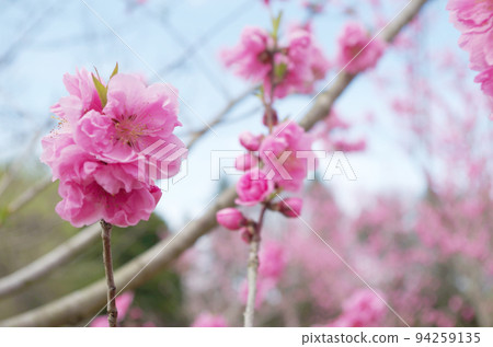 桃花特寫 桃花特寫 94259135