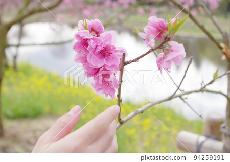 reaching for the peach blossom reaching for the peach blossom 94259191