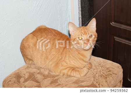 Red cat sleeps on a stool closeup Red cat sleeps on a stool closeup 94259362
