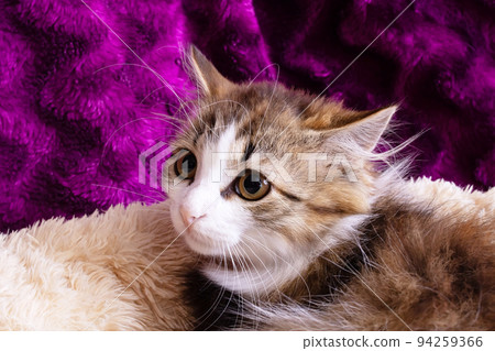 A little frightened kitten hid in home 94259366