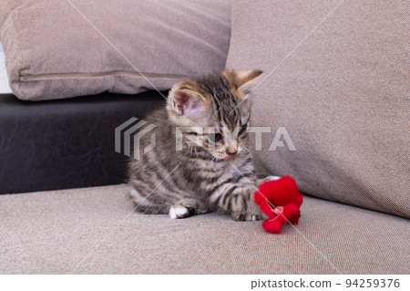 Little Grey Kitten Playing with Toy Mouse Little Grey Kitten Playing with Toy Mouse 94259376