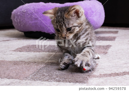 Little Grey Kitten Playing with Toy Mouse Little Grey Kitten Playing with Toy Mouse 94259378