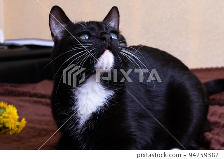Black kitten with a dandelion on the bed Black kitten with a dandelion on the bed 94259382