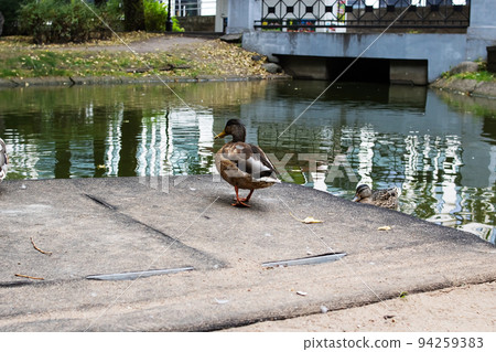 Duck on shore of reservoir in summer Duck on shore of reservoir in summer 94259383