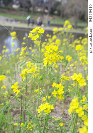 油菜花特寫 油菜花特寫 94259410