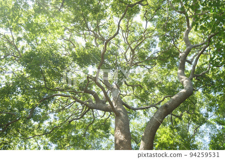 Sunlight filtering through a large Kusunoki tree Sunlight filtering through a large Kusunoki tree 94259531