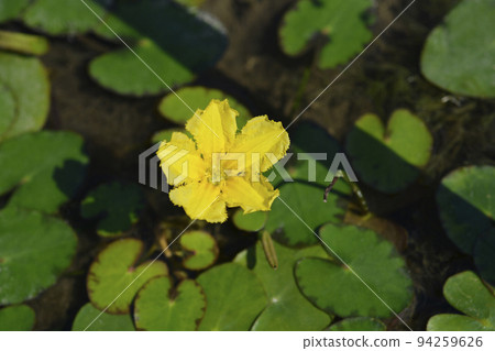 Yellow Floating Heart Yellow Floating Heart 94259626