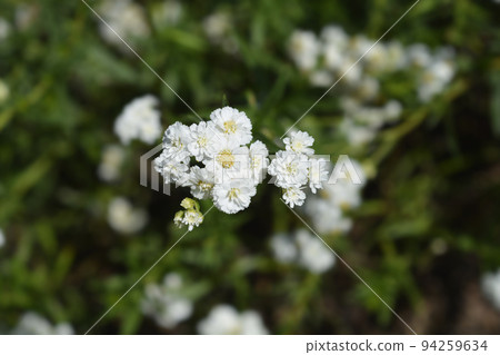 Sneezewort yarrow 94259634