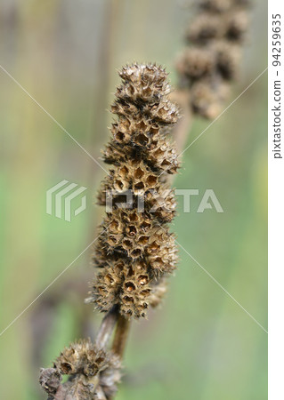Common hedgenettle 94259635
