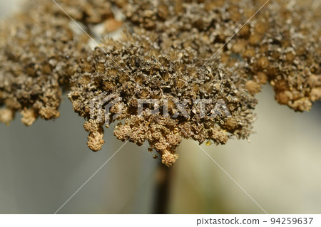 Yarrow seeds 94259637