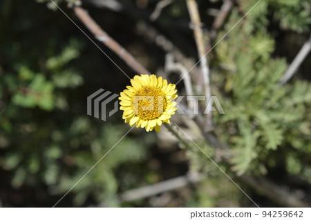 Yellow chamomile Yellow chamomile 94259642