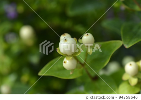 St Johns wort Miracle Blizz 94259646