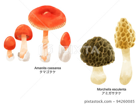 Illustration set of mushrooms painted by watercolor Illustration set of mushrooms painted by watercolor 94260085