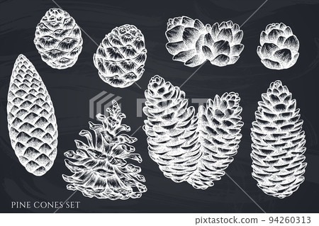 Mysterious forest hand drawn vector illustrations collection. Chalk pine cones. 94260313
