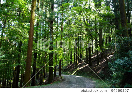 Nara Okuyama Driveway/Dark Primeval Forest Nara Okuyama Driveway/Dark Primeval Forest 94260397