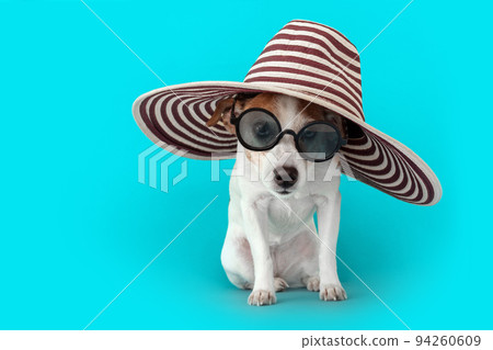 Funny obedient small Jack Russell Terrier dog big brim hat Funny obedient small Jack Russell Terrier dog big brim hat 94260609