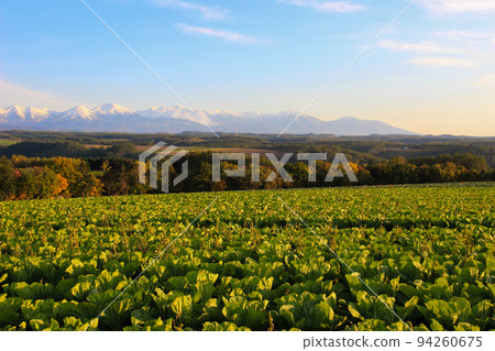 Green vegetable field and blue sky 94260675