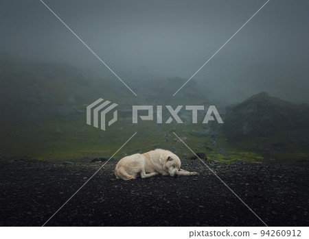 Moody and silent scene with a white, wolf like dog sleeping outdoors on the top of Transfagarasan mountain. Big shepherd hound in romania Carpathians, resting near the misty hills 94260912