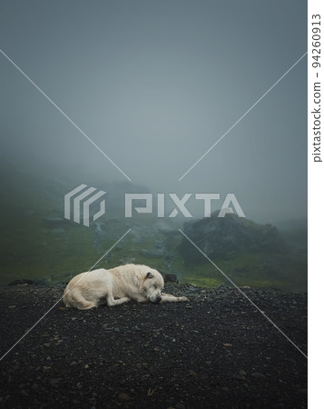 Moody and silent scene with a white, wolf like dog sleeping outdoors on the top of Transfagarasan mountain. Big shepherd hound in romania Carpathians, resting near the misty hills Moody and silent scene with a white, wolf like dog sleeping outdoors on the top of Transfagarasan mountain. Big shepherd hound in romania Carpathians, resting near the misty hills 94260913