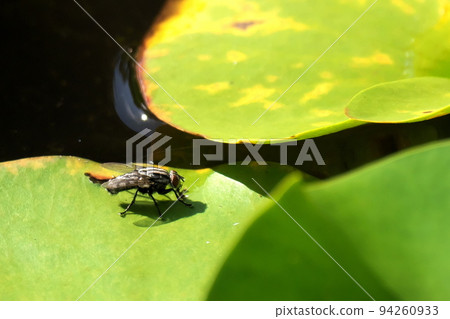 荷葉上的肉飛 94260933
