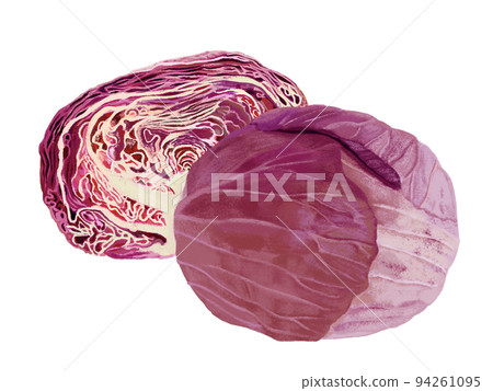 Purple cabbage Purple cabbage 94261095