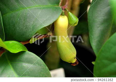 Eugenia megacarpa Eugenia megacarpa 94261162