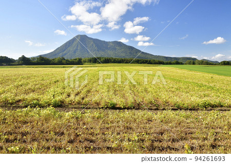 Shoot the scenery of the harvested red bean field and Mt. Shiribetsu in Kyogoku-cho, Hokkaido in early autumn 94261693