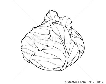 Cabbage realistic line drawing illustration 94261847