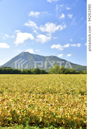 Shoot the scenery of soybean fields and Mt. Shiribetsu in early autumn in Kyogoku-cho, Hokkaido Shoot the scenery of soybean fields and Mt. Shiribetsu in early autumn in Kyogoku-cho, Hokkaido 94261990