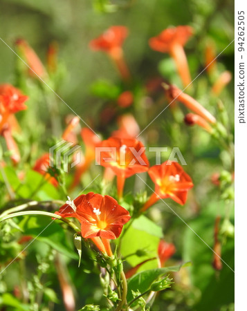 ``Marubaru Kosou'' blooms in riverbeds and vacant lots in early autumn 94262505