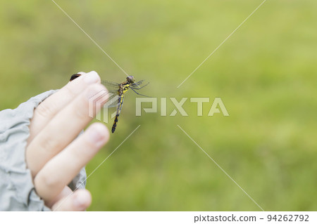 一個孩子的手抓住了一隻蜻蜓 94262792