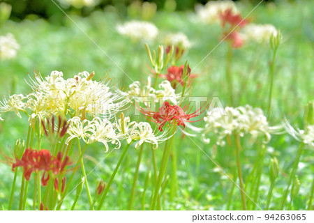 Cluster amaryllis Cluster amaryllis 94263065