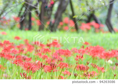 群集孤挺花 群集孤挺花 94263086