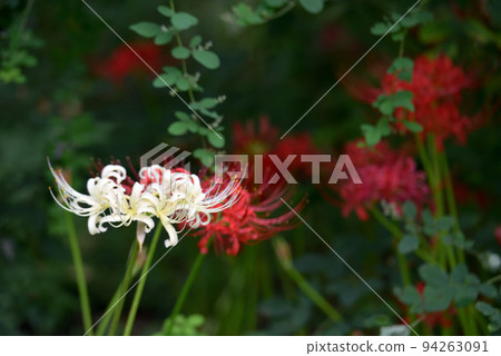 群集孤挺花 群集孤挺花 94263091