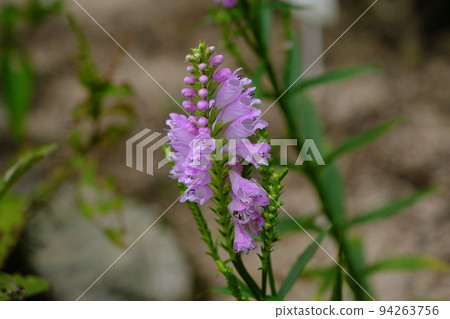 Flowers of Hanatraneo Flowers of Hanatraneo 94263756