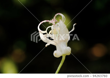東京町田市Hototogisu花藥師池公園 東京町田市Hototogisu花藥師池公園 94263760