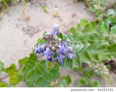 Hamagou (Hamabou) flower Hamagou (Hamabou) flower 94263785