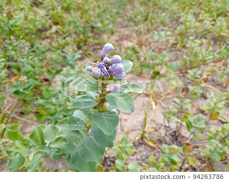 Hamagou buds about to bloom soon 94263786